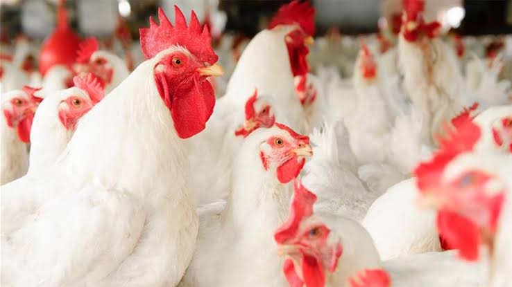 MAA Farm&ChickenHub