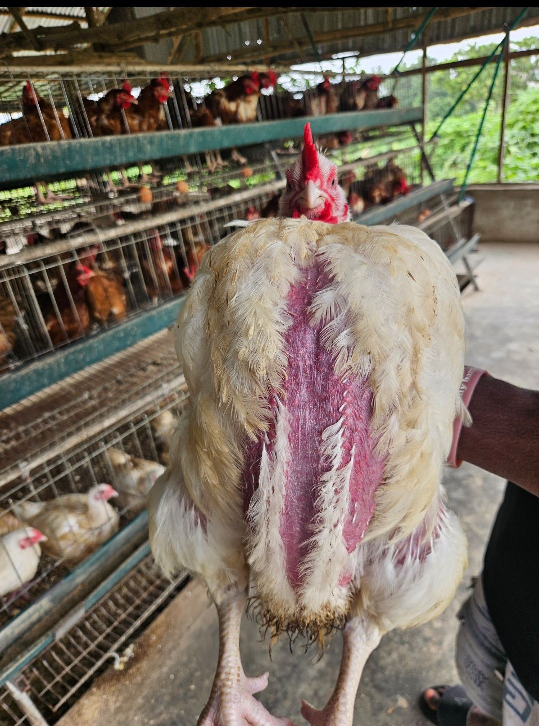 Broilers