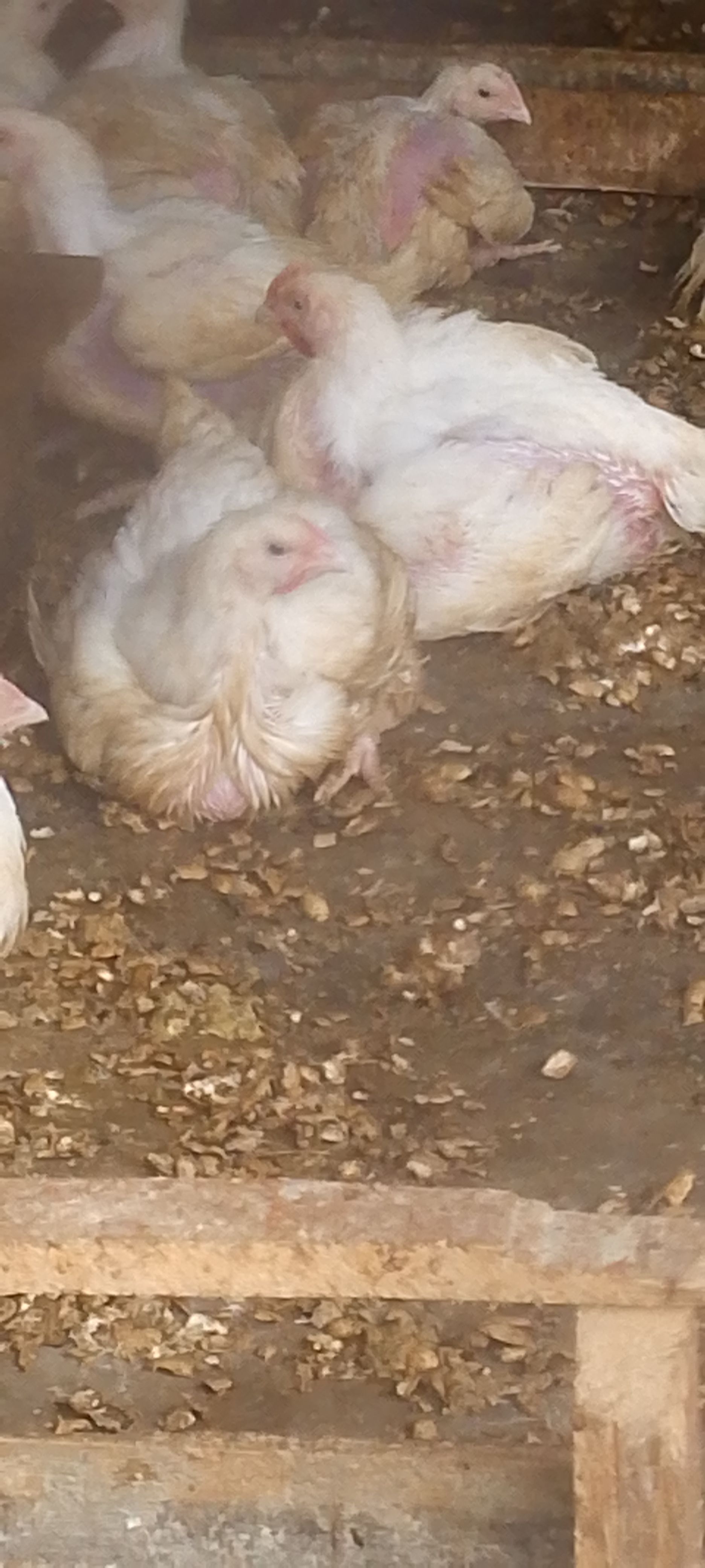 Live chicken