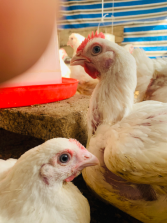 Live chicken