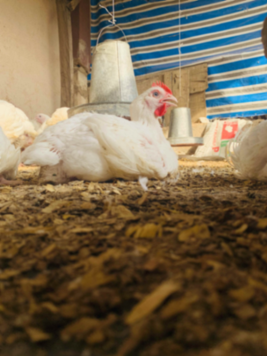 Live chicken