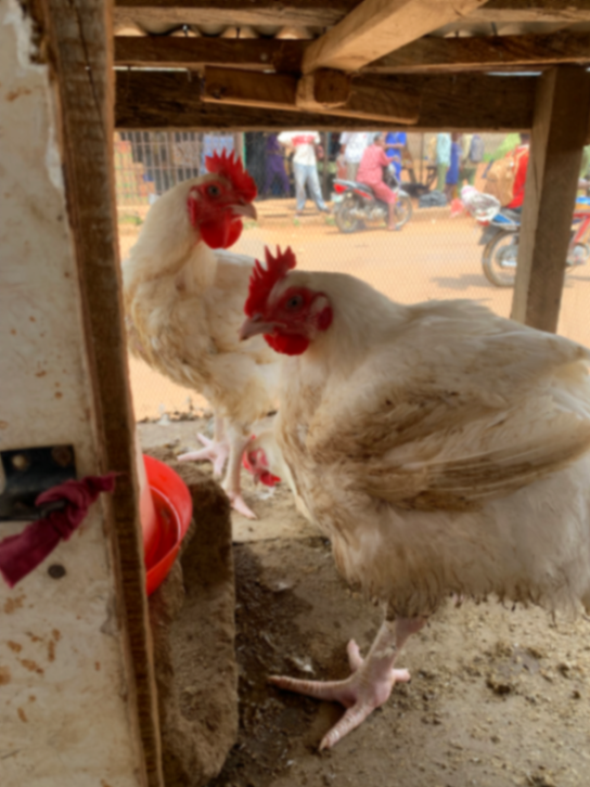 Live chicken: odogwu-size