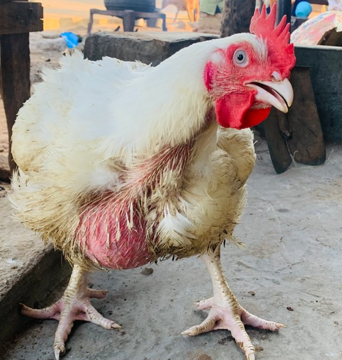 Live chicken: odogwu-size